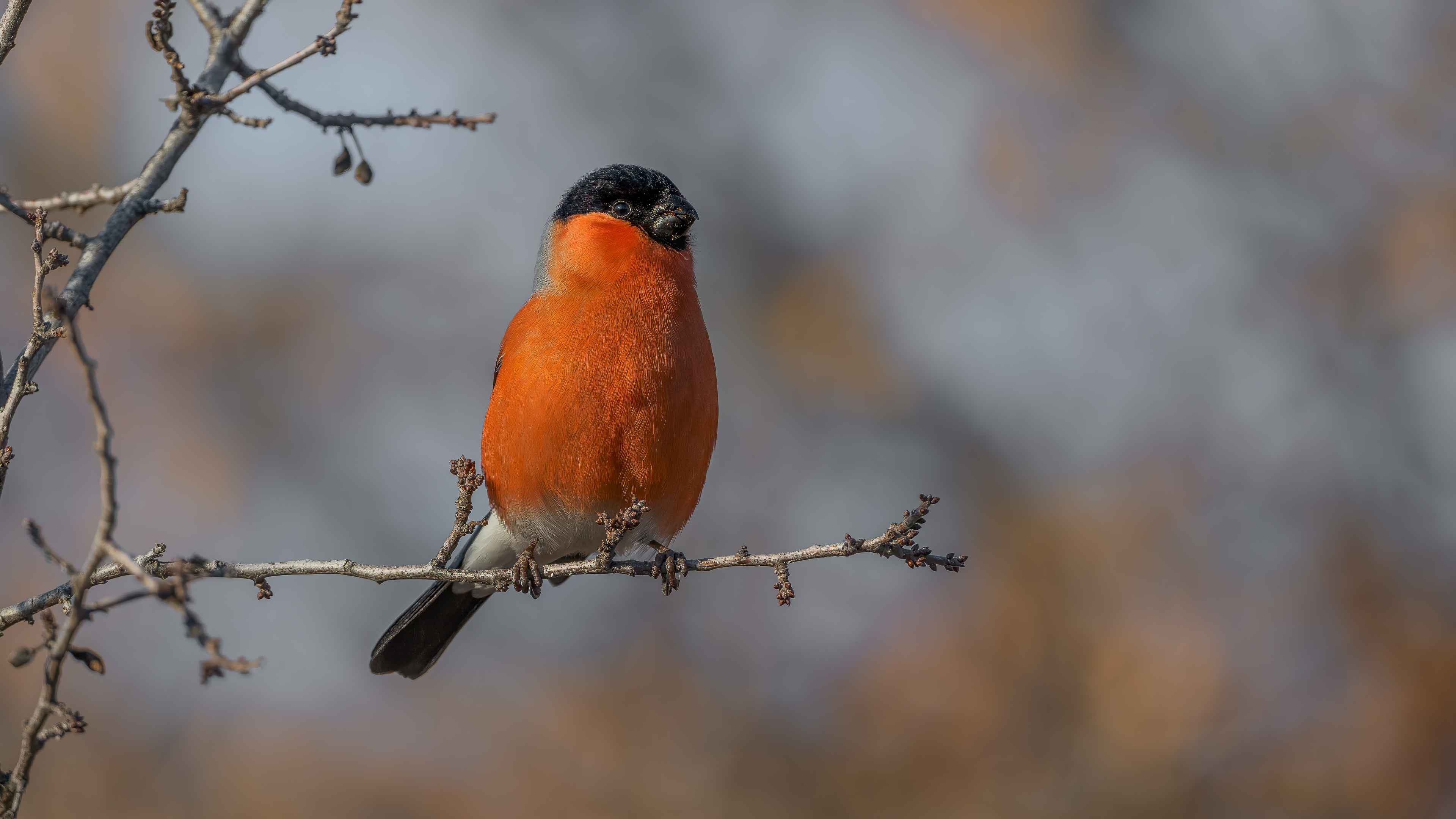 Eurasian Bullfinch